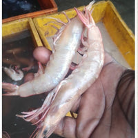 Key West Pink Shrimp U/15 Headless Shell/On 5lb Bag