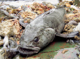 Chilean Seabass 10 oz Portion