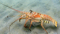 Florida Lobster Tails