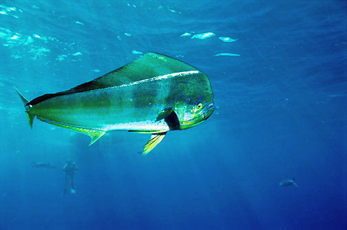 Mia Fish Mahi Mahi Underwater How To Hunt Mahi Mahi | Spearfishing Guide