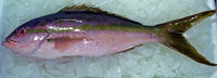 Snapper 8-10 oz Fillet