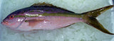 Snapper 8-10 oz Fillet