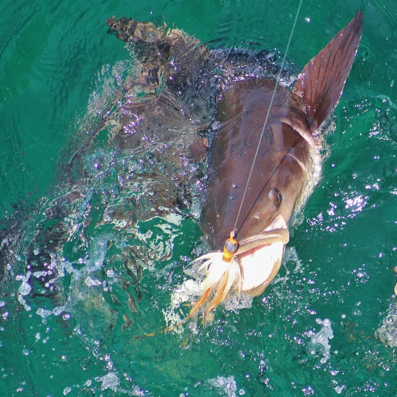Cobia Portions 8 oz