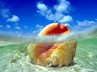 Conch Meat 100% Cleaned 5lb Box