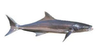 Cobia Portions 8 oz