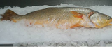 Corvina Portions 8-10 oz