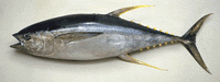 Tuna Saku Block AAA 8-10 oz